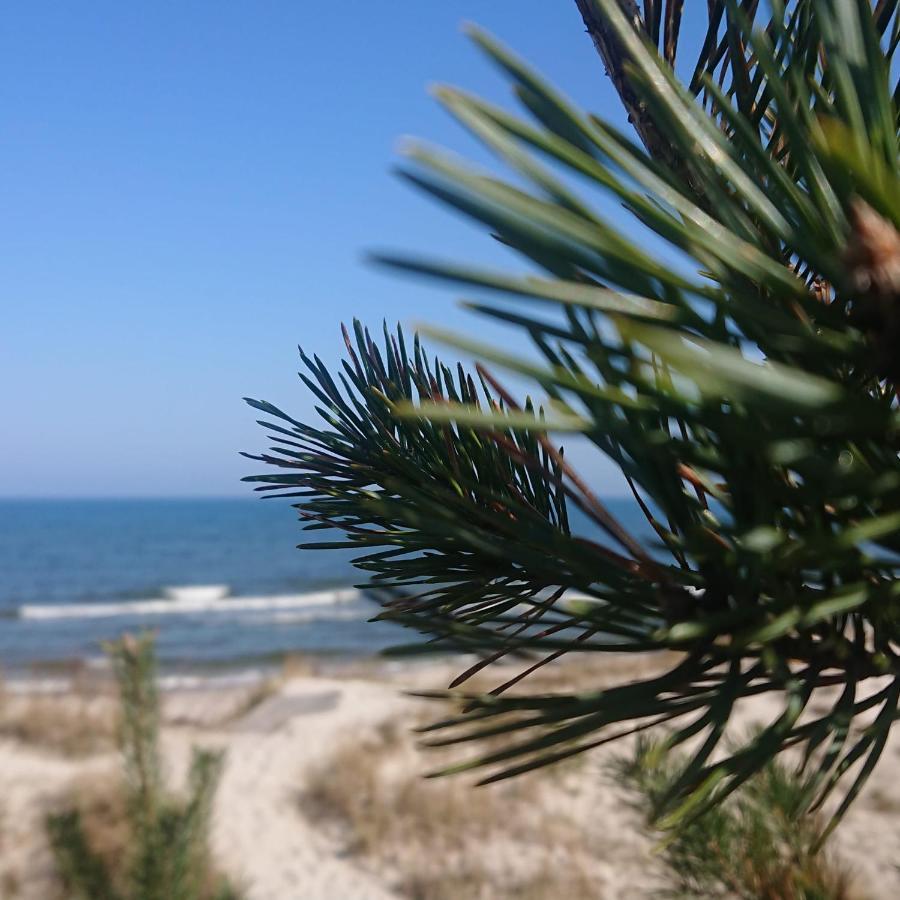 Duneshellter Rogowo Rogowo  Exteriör bild